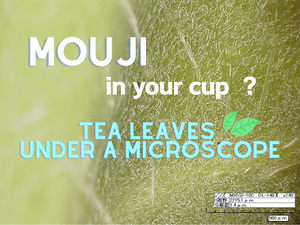 Do You See Tiny Silver Hairs in Your Cup of Green Tea?