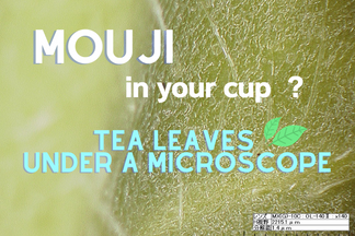 Do You See Tiny Silver Hairs in Your Cup of Green Tea?
